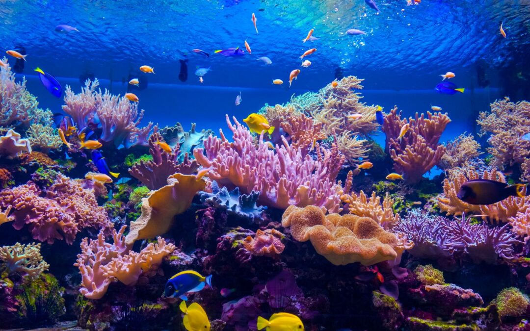 Green Burials, Eternal Reefs, and Your Estate Plan